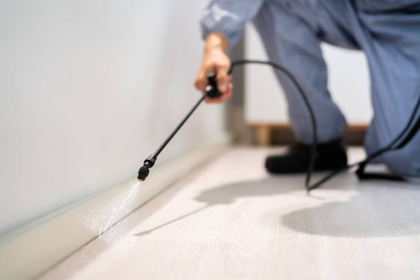 Licensed Ant Control service in Bourg, LA - Show Me Pest Control